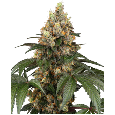 Chocolate Rainbow XXL feminised (Sensi Seeds)