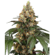 Семена конопли Chocolate Rainbow XXL fem. Sensi Seeds