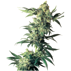 Northern Lights feminised (Sensi Seeds)