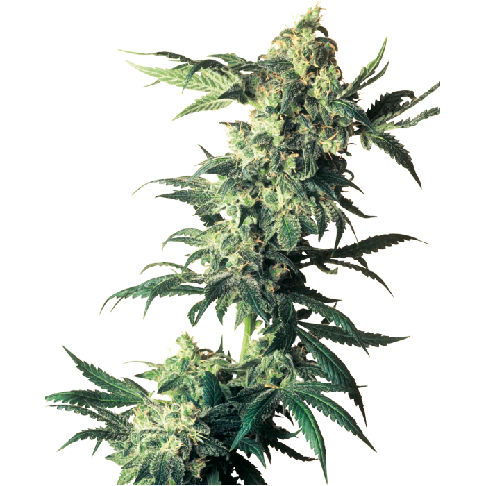 Семена конопли Northern Lights fem. Sensi Seeds