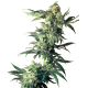Семена конопли Northern Lights fem. Sensi Seeds