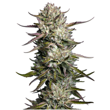 Purple Berry Muffinz feminised (Sensi Seeds)