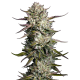 Семена конопли Purple Berry Muffinz fem. Sensi Seeds