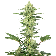 White Gorilla Haze feminised (Sensi Seeds)