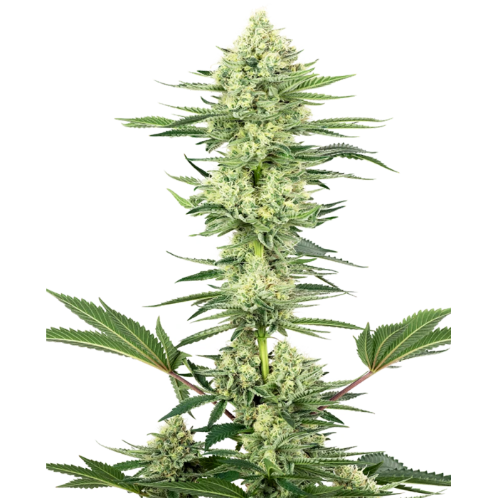 Насіння коноплі White Gorilla Haze fem. Sensi Seeds