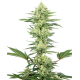 Насіння коноплі White Gorilla Haze fem. Sensi Seeds