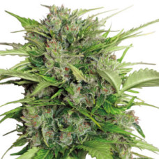 AK-47 auto feminised (Serious Seeds)