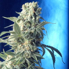 AK-47 feminised (Serious Seeds)