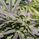 Семена конопли AK-47 fem. Serious Seeds