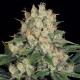 Семена конопли AK-47 fem. Serious Seeds