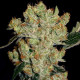 Семена конопли AK-47 fem. Serious Seeds