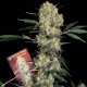 Семена конопли AK-47 fem. Serious Seeds