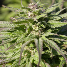 Biddy Early feminised (Serious Seeds)
