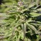 Семена конопли Biddy Early fem. Serious Seeds