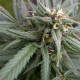 Семена конопли Biddy Early fem. Serious Seeds