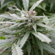 Семена конопли Biddy Early fem. Serious Seeds