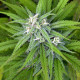 Семена конопли Biddy Early fem. Serious Seeds