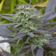 Семена конопли Biddy Early fem. Serious Seeds