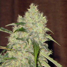 Bubble Gum feminised (Serious Seeds)