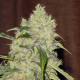 Насіння коноплі Bubble Gum fem. Serious Seeds
