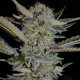 Насіння коноплі Bubble Gum fem. Serious Seeds