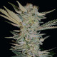 Насіння коноплі Bubble Gum fem. Serious Seeds
