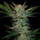 Насіння коноплі Bubble Gum fem. Serious Seeds