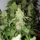 Насіння коноплі Bubble Gum fem. Serious Seeds