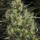 Семена конопли Chronic CBD fem. Serious Seeds