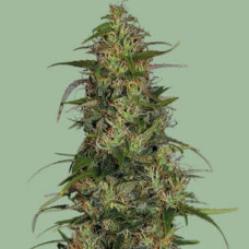 CBD-Chronic feminised (Serious Seeds)