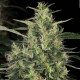 Семена конопли Chronic CBD fem. Serious Seeds