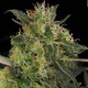 Семена конопли Chronic CBD fem. Serious Seeds