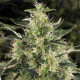 Семена конопли Chronic CBD fem. Serious Seeds