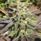 Насіння коноплі Warlock CBD fem. Serious Seeds