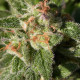 Насіння коноплі Warlock CBD fem. Serious Seeds