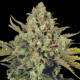 Насіння коноплі Warlock CBD fem. Serious Seeds