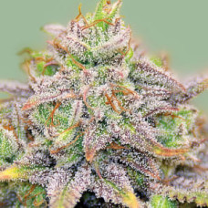 CBD-Warlock feminised (Serious Seeds)
