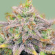 Насіння коноплі Warlock CBD fem. Serious Seeds