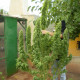 Семена конопли Chronic fem. Serious Seeds