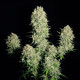 Семена конопли Chronic fem. Serious Seeds