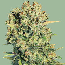 Chronic feminised (Serious Seeds)