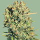 Семена конопли Chronic fem. Serious Seeds