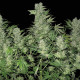 Насіння коноплі Double Dutch fem. Serious Seeds