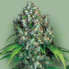 Double Dutch feminised (Serious Seeds)