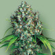 Насіння коноплі Double Dutch fem. Serious Seeds
