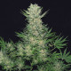 Насіння коноплі Double Dutch fem. Serious Seeds