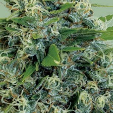 Kali Bubba feminised (Serious Seeds)