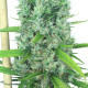 Насіння коноплі Kali Mist fem. Serious Seeds