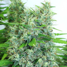 Kali Mist feminised (Serious Seeds)