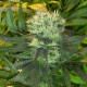 Насіння коноплі Motavation fem. Serious Seeds
